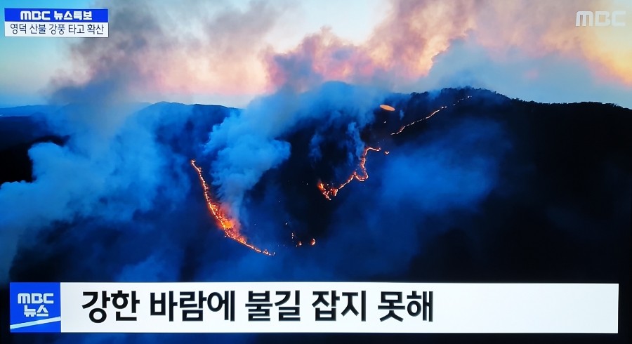 ⭕ 경북 영덕 산불 강풍 타고 재확산 진화 난항 ! 산불 대응 3단계 주민 300 여명 긴급 대피