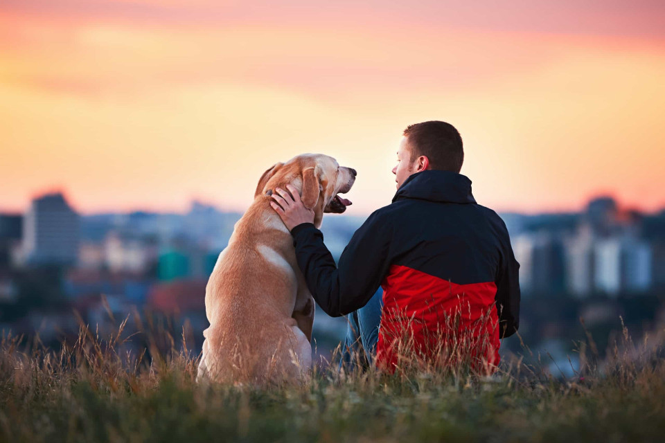 개는 어떻게 인간의 가장 친한 친구가 되었을까?, 시보드 블로그